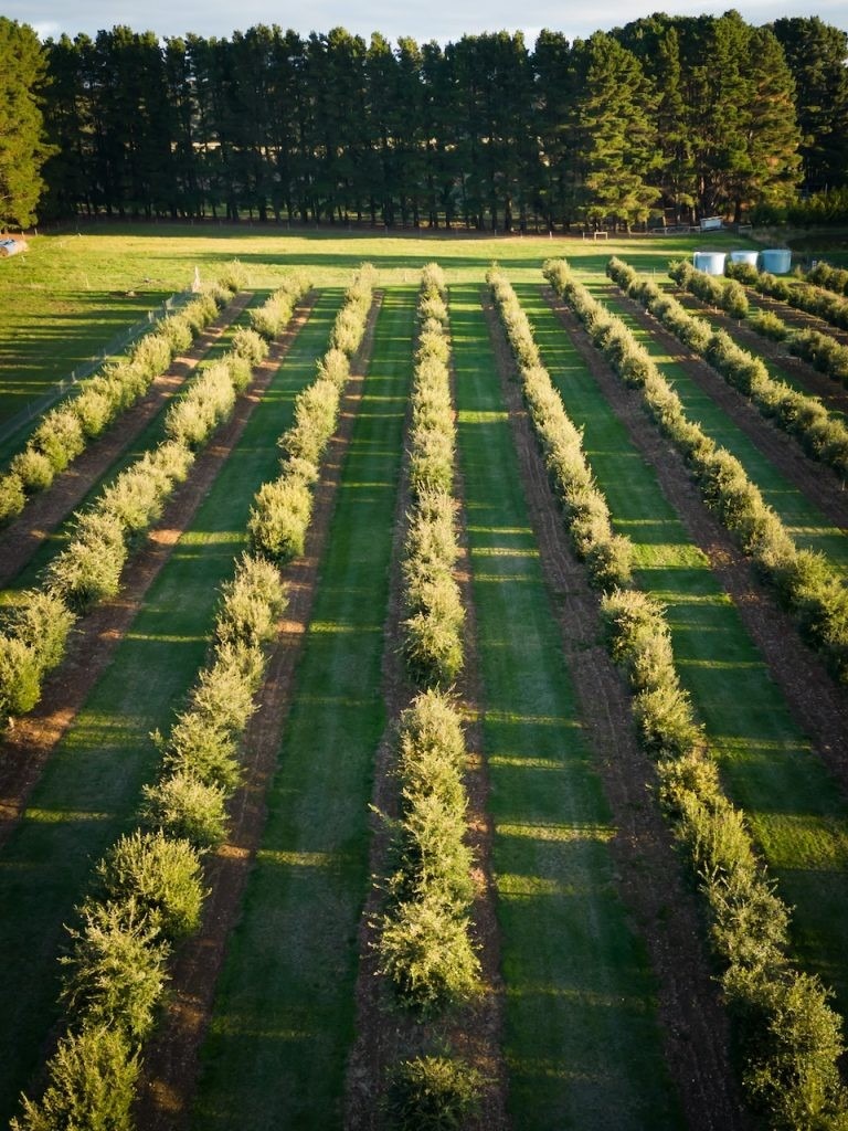 garden established