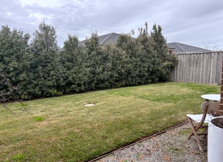 garden established pool backyard