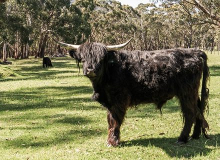 Powerhouse, Mount Macedon 41