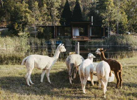 Rattler Lodge, Laguna-33