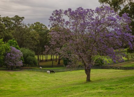 garden established