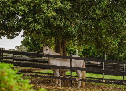 Saddlery Estate, Dural_26