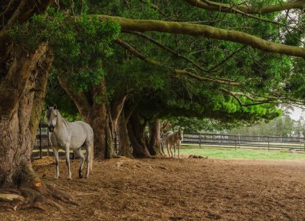 Saddlery Estate, Dural_30