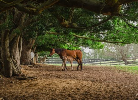 Saddlery Estate, Dural_32