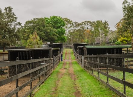 Saddlery Estate, Dural_43