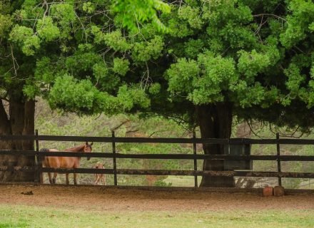 Saddlery Estate, Dural_64