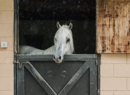 Saddlery Estate, Dural_69