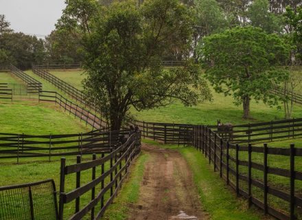 Saddlery Estate, Dural_80