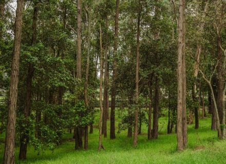 Saddlery Estate, Dural_82