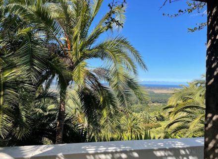 Villa-Palmas-Byron-Bay-Outdoor-View.jpeg