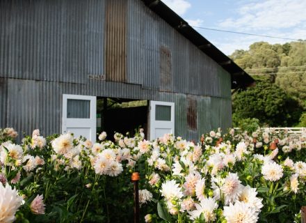 Wooden Farm, Austinville_11